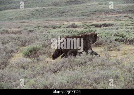 Grizzly und Junge, Grand Teton National Park Stockfoto