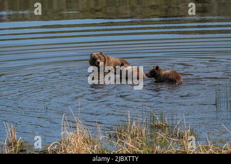 Grizzly Bear, Lamar Valley, Yellowstone Stockfoto