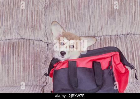 Corgi auf der Couch in rot-schwarzer Tasche Stockfoto