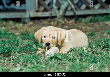 Gelber Laborwelpe im Gras Kauspielzeug Stockfoto