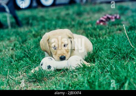 Gelber Laborwelpe im Gras Kauspielzeug Stockfoto