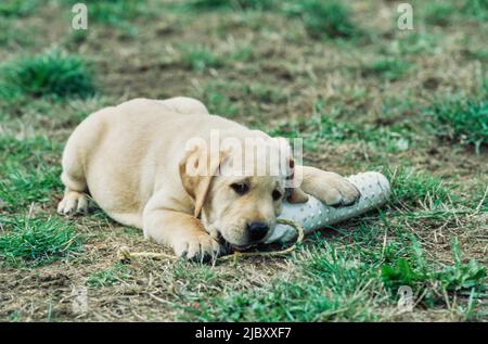 Gelber Laborwelpe im Gras Kauspielzeug Stockfoto