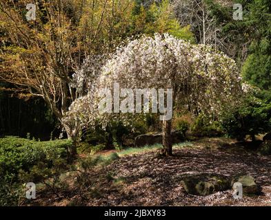 Weiße Kirsche blüht auf Baum im Japanischen Garten Stockfoto