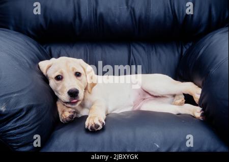 Weißer Laborwelpe auf schwarzem Lederstuhl Stockfoto