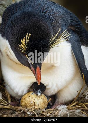 Rockhopper Pinguine (Eudytes chrysocome) mit neugeborener Chic, die auf New Island, Falkland Islands, aus dem Ei hervorgehen Stockfoto