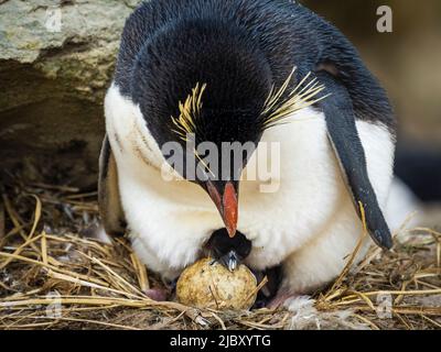 Rockhopper Pinguine (Eudytes chrysocome) mit neugeborener Chic, die auf New Island, Falkland Islands, aus dem Ei hervorgehen Stockfoto