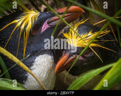Makkaroni-Pinguine (Eudytes chrysolophus) im Tossockengras bei Cooper Bay, Südgeorgien Stockfoto