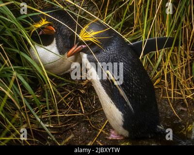 Makkaroni-Pinguine (Eudytes chrysolophus) im Tossockengras bei Cooper Bay, Südgeorgien Stockfoto