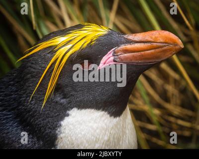 Makkaroni-Pinguin (Eudytes chrysolophus) im Stoßzäunchen-Gras bei Cooper Bay, Südgeorgien Stockfoto
