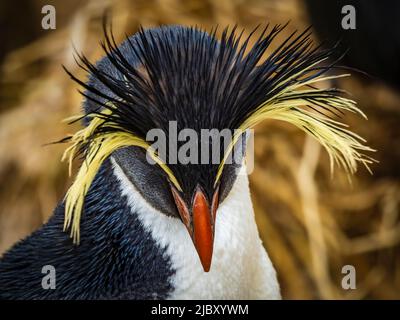 Seltene Sichtung, Northern Rockhopper Penguin, Moseley's Rockhopper Penguin oder Moseley's Penguin (Eudytes moseleyi) auf New Island, Falkland Islands Stockfoto