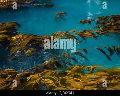 Giant Kelp (Macrocystis Spongish) in Hercules Bay, Südgeorgien Stockfoto
