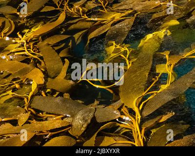 Giant Kelp (Macrocystis Spongish) in Hercules Bay, Südgeorgien Stockfoto