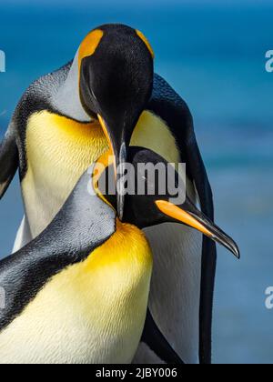 Königspinguin Königspinguine (Aptenodytes patagonicus) umwerben in St. Andrews Bay, Südgeorgien Stockfoto