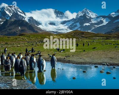 Königspinguine (Aptenodytes patagonicus) spiegeln sich im Schmelzwasserpool in St. Andrews Bay, South Georgia Stockfoto