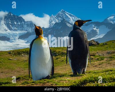 Königspinguine (Aptenodytes patagonicus) stehen hoch vor der Bergkulisse in St. Andrews Bay, Südgeorgien Stockfoto