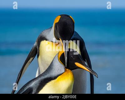 Königspinguin Königspinguine (Aptenodytes patagonicus) umwerben in St. Andrews Bay, Südgeorgien Stockfoto