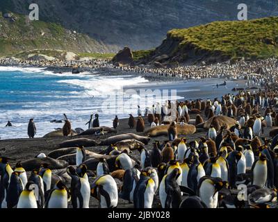 National Geographic Resolution und Königspinguine (Aptenodytes patagonicus) und südliche Elefantenrobben (Mirounga leonina) im Gold Harbour, Südgeorgien Stockfoto