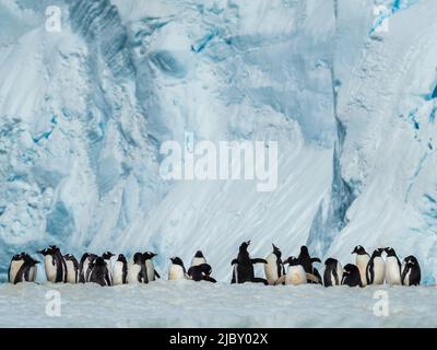 Gentoo-Pinguine (Pygoscelis papua) auf Eis in Paradise Harbor, Antarktis Stockfoto
