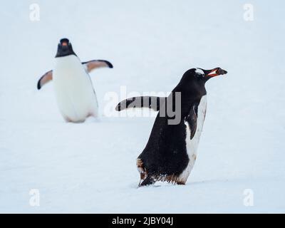 Gentoo Penguins (Pygoscelis papua) bauen Steinnest auf Peterman Island, Antarktis Stockfoto