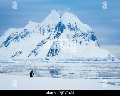 Einsamer Adeliepinguin (Pygoscelis adeliae) und Berge entlang der Booth-Insel in der Antarktis Stockfoto