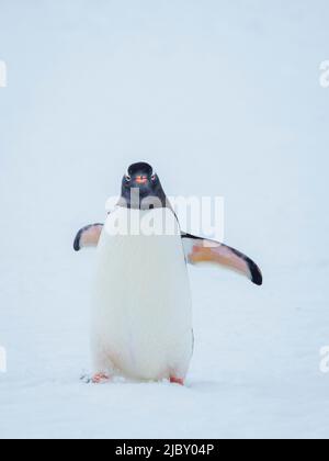 Gentoo Penguin (Pygoscelis papua) bei einem Spaziergang im Schnee auf der Peterman-Insel in der Antarktis Stockfoto