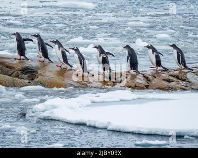 Gentoo Penguins (Pygoscelis papua) mit Einzelfeile Peterman Island, Antarktis Stockfoto