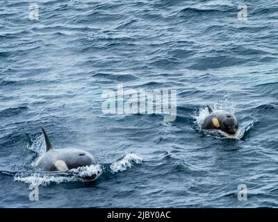 Typ B Killerwale (Orcas ocina) in der Gerache-Straße, Antarktis Stockfoto