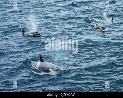 Typ B Killerwale (Orcas ocina) in der Gerache-Straße, Antarktis Stockfoto