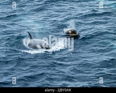 Typ B Killerwale (Orcas ocina) in der Gerache-Straße, Antarktis Stockfoto