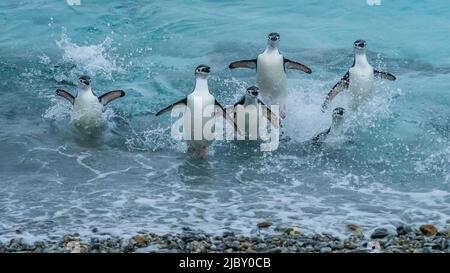 Chinstrap-Pinguine (Pygoscelis antarcticus), die durch die Brandung planschen, Süd-Orkney-Inseln, Antarktis Stockfoto