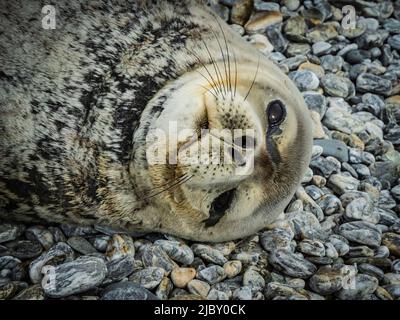 Weddellrobbe (Leptonychotes weddellii) Entspannung an der Küste, Krönungsinsel, Süd-Orkney-Inseln, Antarktis Stockfoto