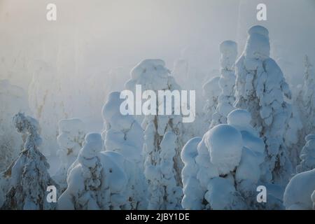 Ruhiger Sonnenaufgang über immergrünen, schneebedeckten Bäumen nach einem Schneesturm in Ruka Finnisch-Lappland bei Sonnenaufgang Stockfoto