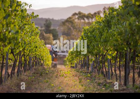 Große Maschinen, die durch Reihen von Weinreben im Weinberg fahren Stockfoto