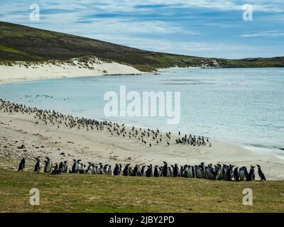 Kelp-Gänse (Chloephaga hybrida) und Magellanic Penguins (Spheniscus magellanicus) auf den Carcass-Inseln, den Falkland-Inseln Stockfoto