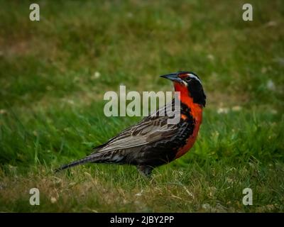 Langschwanzlark (Leistes loyca) auf Carcass Island, Falkland Islands Stockfoto