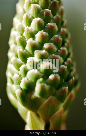 Knospe einer Aloe Vera Pflanze Produzieren orange/roten Blten  Stockfotografie - Alamy