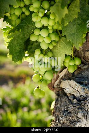 Nahaufnahme von grünen Trauben, die von alten Weinreben im Weinberg hängen Stockfoto