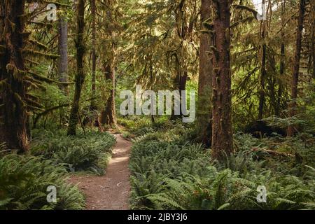 Wanderer blicken auf einen Pfad im Hoh Rain Forest National Park auf der Olympic Peninsula im Bundesstaat Washington Stockfoto