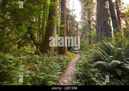 Wanderer blicken am späten Nachmittag auf einen Pfad im Hoh Rain Forest National Park auf der Olympic Peninsula im Bundesstaat Washington Stockfoto