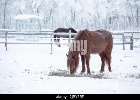 Pferd draußen im Schnee. Winterszene in Schwedisch Lappland Stockfoto