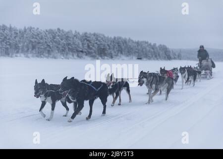 Aufnahme von Schlittenhunden, die an einem Musher ziehen. Winterszene in Schwedisch Lappland Stockfoto