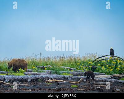 Mutter und Kub passieren den Weißadler (Haliaeetus leucocephalus), der über den Wildblumen am Strand in Hallo Bay, Katmai National Park, Alaska, thront Stockfoto