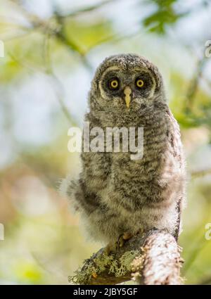 Ein graues Eulenkauz (Strix nebulosa) an einem Madronzweig im Süden von Oregon Stockfoto