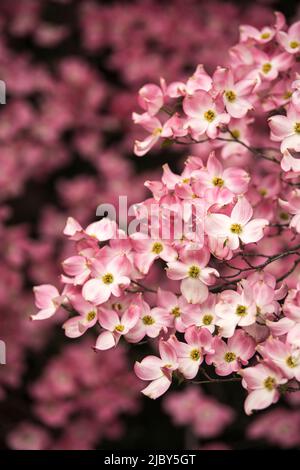 Ein rosa blühender Dogwood-Baum (Cornus florida) im Süden von Oregon Stockfoto