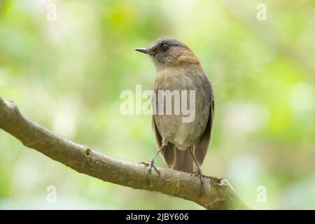 Der Schwarzschnabel-Nachtigall-Thrush (Catharus gracilirostris) ist endemisch in Costa Rica und im Westen Panamas. Stockfoto