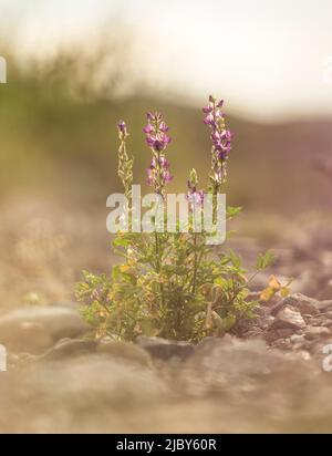 Eine lila blühende Lupine wächst in einer felsigen Wäsche in Baja California Sur Stockfoto