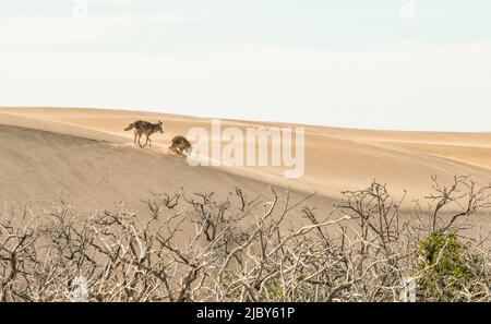 Zwei Kojoten, die auf den Sanddünen der Insel Magdalena, Baja California Sur, laufen. Coyote davor zeigt unterwürfiges Verhalten. Stockfoto