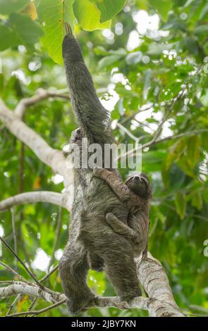 Ein Baby Brown-throated three-toed Sloth (Bradypus variegatus) klammert sich an seine Mutter. Stockfoto