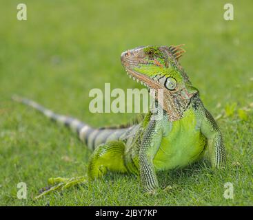 Grüner Leguan (Leguan Leguan) auf dem Gras. Stockfoto