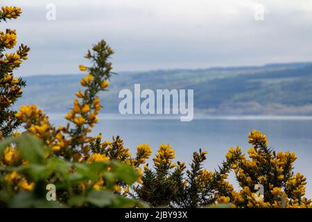 Nahaufnahme der gelb blühenden Ginstervegetation vor einem loch im schottischen Hochland Stockfoto